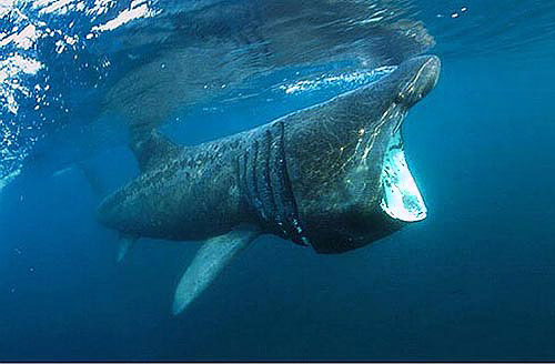 Basking shark (Cetorhinus maximus) underwater. Photo © Dan Burton