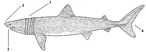 Basking shark (Cetorhinus maximus). Illustration courtesy FAO, Species Identification and Biodata
