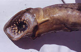 Sea lamprey (Petromyzon marinus). Photo © George Burgess