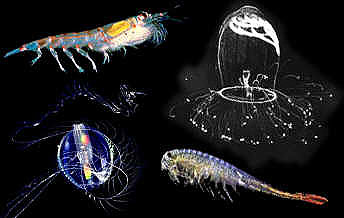 Zooplankton. Photo courtesy U.S. Geological Survey