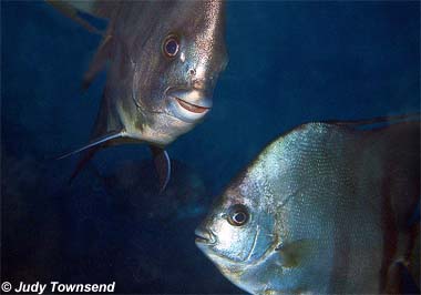 Atlantic Spadefish. Photo © Judy Townsend