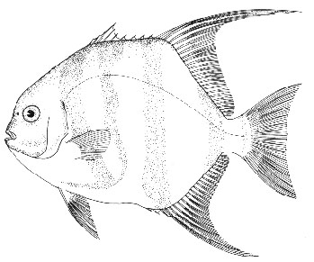 Atlantic spadefish. Line illustration courtesy NOAA