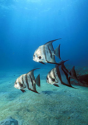 Atlantic spadefish. Photo © Doug Perrine