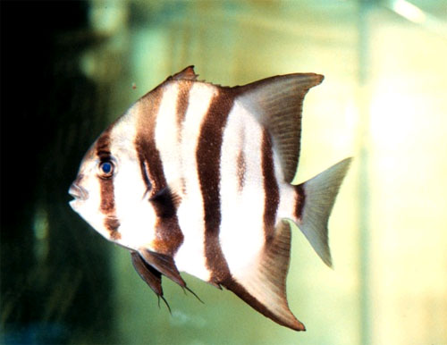 Atlantic spadefish in an aquarium. Image courtesy NOAA