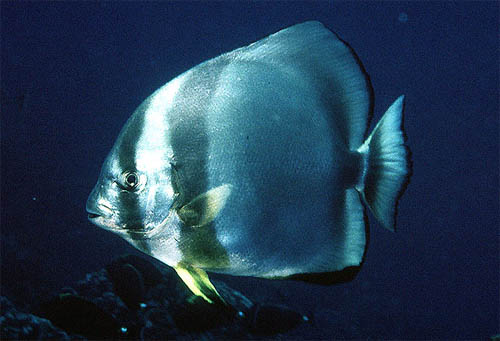 Orbiculate batfish. Photo courtesy U.S. Geological Survey