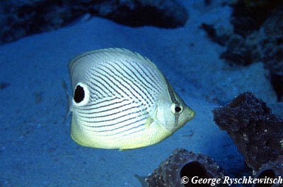 Foureye Butterflyfish. Photo © George Ryschkewitsch