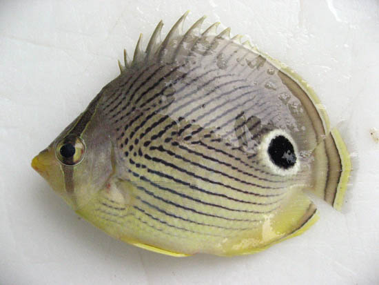 Foureye butterflyfish. Photo © John Soward