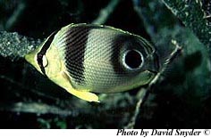 Foureye juvenile. Photo © David Snyder