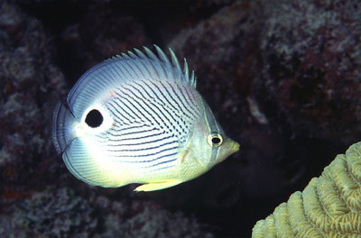 Foureye butterflyfish is harvested for the aquarium trade. Photo © George Ryschkewitsch