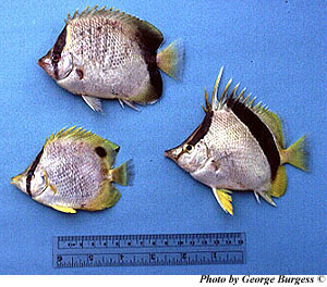 Three species of Butterflyfish. Top: Chaetodon sedentarius, bottom left: Chaetodon ocellatus, bottom right: Chaetodon aya. Photo © George Burgess