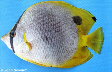 Spotfin Butterflyfish. Photo © John Soward