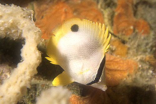 Adult spotfin butterflyfish searching for food. Photo © Kerri Wilk