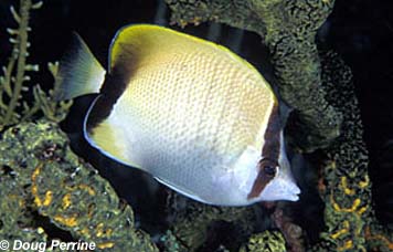 Chaetodon Sedentarius Discover Fishes