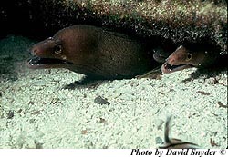 A predator of the reef butterfly, the purplemouth moray (Gymnothorax vicinus). Photo © David Snyder