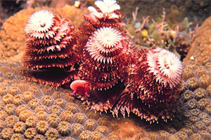 The christmas tree worm is an example of a polychaete. Photo courtesy NOAA