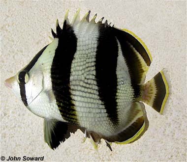 Banded Butterflyfish. Photo © John Soward