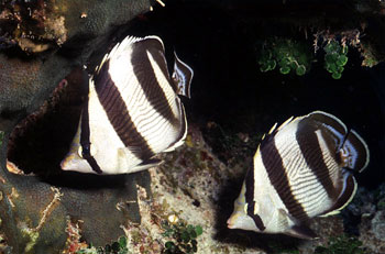 Banded butterflyfish. Photo © George Ryschkewitsch