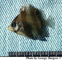 Juvenile banded butterfly fish. Photo © George Burgess