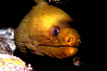 The green moray is a predator of this butterflyfish. Photo © Don DeMaria