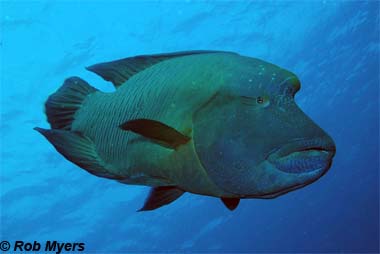 Humphead wrasse. Photo © Rob Myers