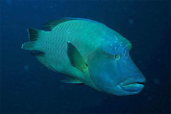 Humphead wrasse. Photo © Rob Myers