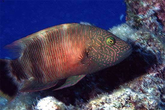 Female humphead wrasses are reddish-orange while the males are blue to green in color. Photo © George Ryschkewitsch