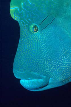 Humphead wrasses are considered "Endangered" by the IUCN. Photo © Klaus Jost