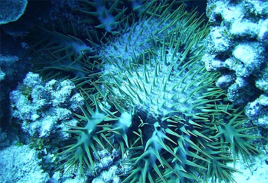 Humphead wrasses feed on urchins including the crown-of-thorns (Acanthaster planci). Photo © Becky Kelly