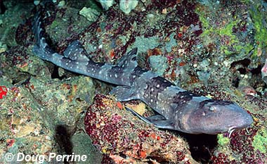 Whitespotted bamboo shark. Photo © Doug Perrine