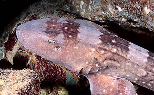 Whitespotted bamboo shark. Photo © Doug Perrine