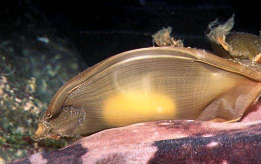 Whitespotted bamboo shark egg case. Photo © Doug Perrine