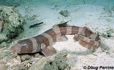 Brownbanded bambooshark. Photo © Doug Perrine