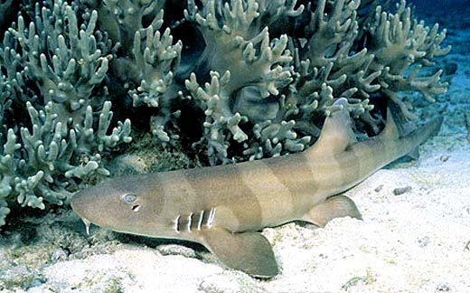 Brownbanded bamboo shark. Photo © Doug Perrine