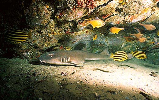 Adult brownbanded bamboo sharks are light brown and lack color patterns on the body. Photo © Doug Perrine