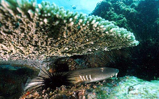 Brownbanded bamboo sharks feed on benthic organisms and small fishes. Photo © Doug Perrine