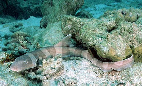 Young brownbanded bambooshark. Photo © Doug Perrine