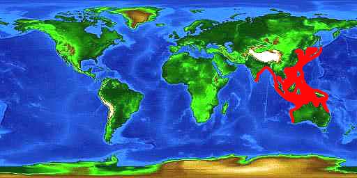 World distribution map for the brownbanded bamboo shark