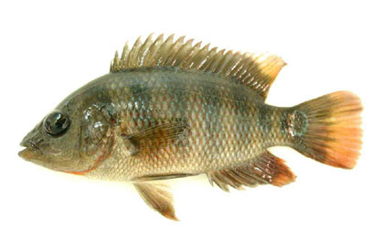 Mayan cichlid specimen, a juvenile from south Florida. Photo © Sam Thompson