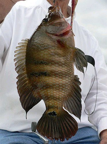 Mayan cichlid captured in small mangrove creek, Ft. Myers, Florida. Photo © Gorden Warren and Paul Byrley