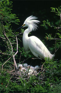 Snowy egrets feed on the Mayan cichlid. Photo courtesy U.S. Fish and Wildlife Service