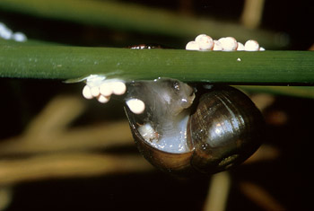 The apple snail is a prey item of the Mayan cichlid. Photo courtesy U.S. Fish and Wildlife Service