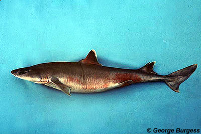 Roughskin dogfish. Photo © George Burgess