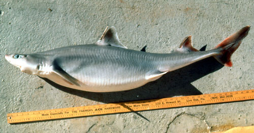 Roughskin dogfish. Photo © George Burgess