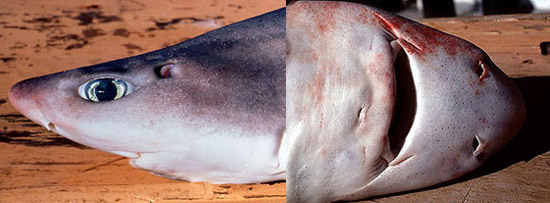 Upclose view of roughskin dogfish head including ventral view. Photo © George Burgess