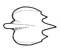 Roughskin dogfish denticle. Illustration courtesy FAO Species Catalog, Vol. 4 Part 2 Sharks of the World