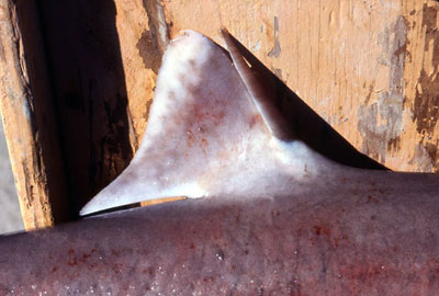 Dorsal spine of the roughskin dogfish. Photo © George Burgess