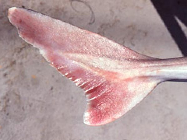 Caudal fin lacking subterminal notch. Photo © George Burgess