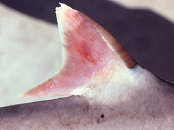 Second dorsal fin with spine. Photo © George Burgess