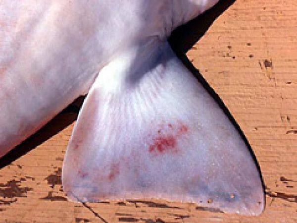 Pectoral fin. Photo © George Burgess