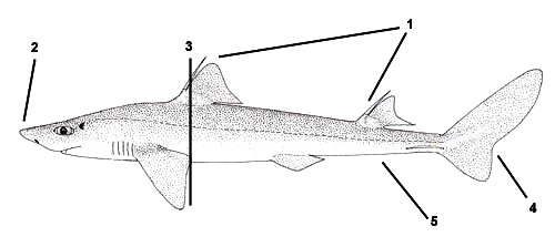 Roughskin dogfish (Cirrhigaleus asper). Illustration courtesy FAO, Species Identification and Biodata